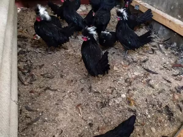 Chickens — Հայաստան