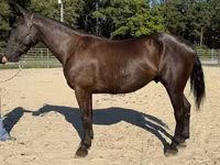 Cavalo, Cavalos — foto 2