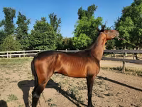 Hengst, Akhal-Teke — Foto 1