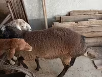كبش, Blackheaded Persian sheep — الصورة 2
