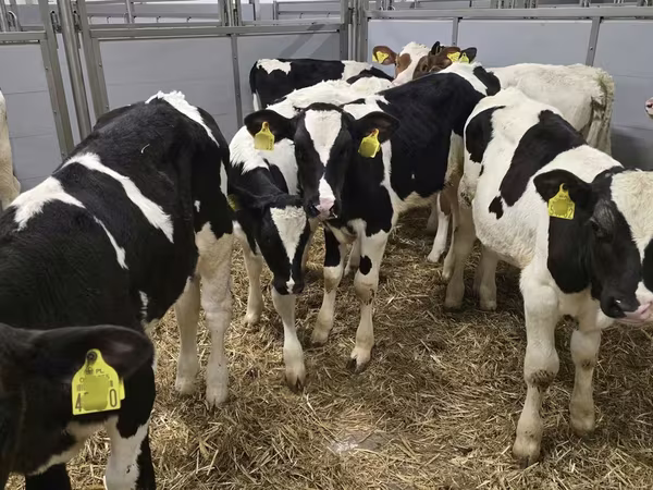 Ցուլ, Russian Black pied cattle