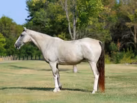 घोड़ी, Skyros Pony — फ़ोटो 2