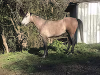 Айғыр, Arabian horse — 6-сурет