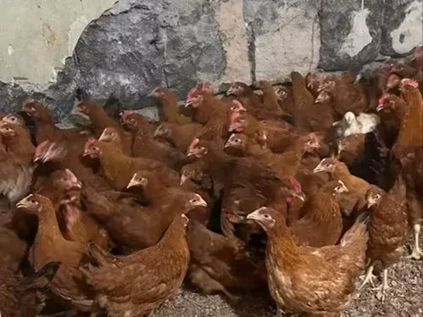 Chickens — Հայաստան