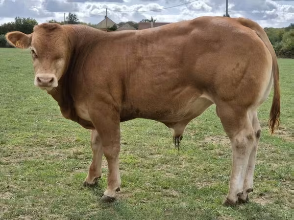 Bull, Limousin cow