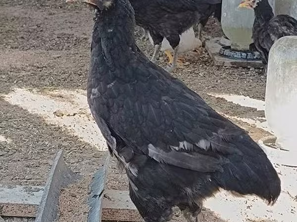 Chickens
