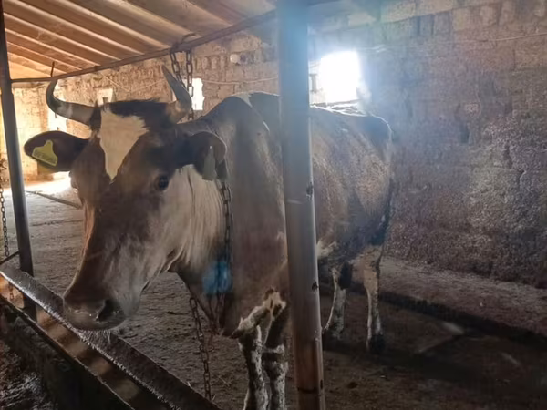 Vaca, Simmental cattle