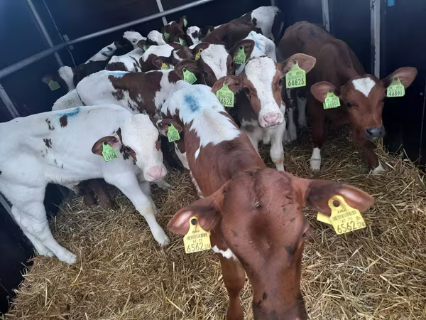 Bull, Simmental cattle
