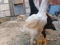 Chickens — Foto 1