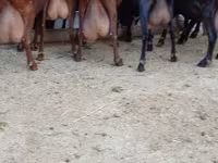 Էգ այծ, Murcia-Granada goats — լուսանկար 2