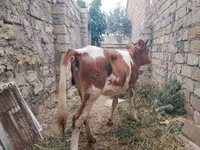 Kuh, Simmental cattle — Foto 7
