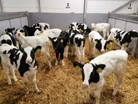 Կով, Russian Black pied cattle — լուսանկար 4
