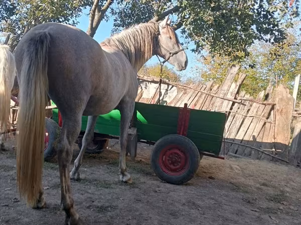Mare, Horses