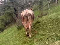 Cow, Cattle — photo 5