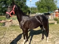 母马, Dutch warmblood horse — 照片 3
