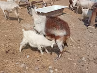 Արու այծ, Saanen goat — լուսանկար 7