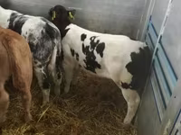 牛只（批次，未指定性别）, Cattle — 照片 5