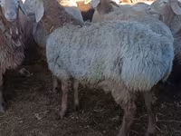 Widder, Arashan sheep — Foto 1