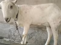 Այծեր (խումբ, սեռը նշված չէ), Barbari goats — լուսանկար 3