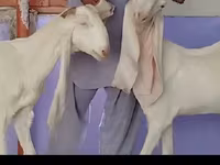 Էգ այծ, Gulabi goats — լուսանկար 2