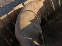 Արու խոզ, Խոզեր — լուսանկար 2