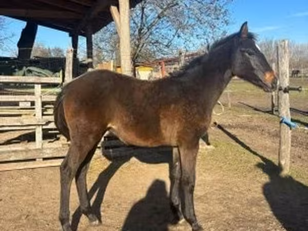 Horse (M), Hungarian horse breed