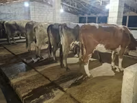 Cow, Alatau breed — photo 2