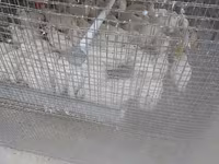 Quails — լուսանկար 2