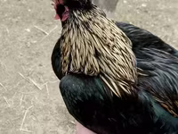Japanisches Bantam — Foto 2