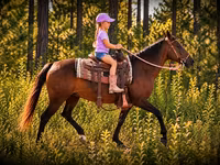 Stute, Quarter Horse — Foto 4