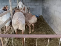 Ram, Rhon sheep — photo 1