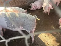 Sow, Pigs — photo 3