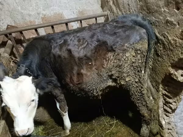 Ցուլ, Գոլշտինյան ցեղատեսակ — Հայաստան