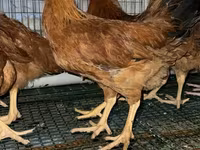 Chickens — Foto 1