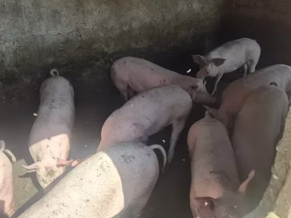 Արու խոզ, Խոզեր