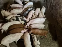 Boar, Pigs — photo 1