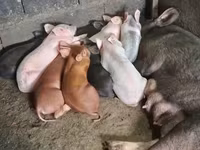 मादा सूअर, Гемпшир — फ़ोटो 3