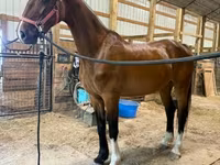 घोड़ी, Dutch warmblood horse — फ़ोटो 8
