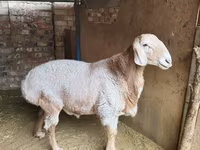 मेढ़ा, Arashan sheep — फ़ोटो 2