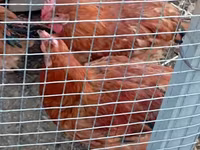 Chickens — լուսանկար 8