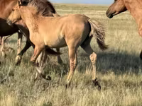 Cavalo, Bashkir horse — foto 7