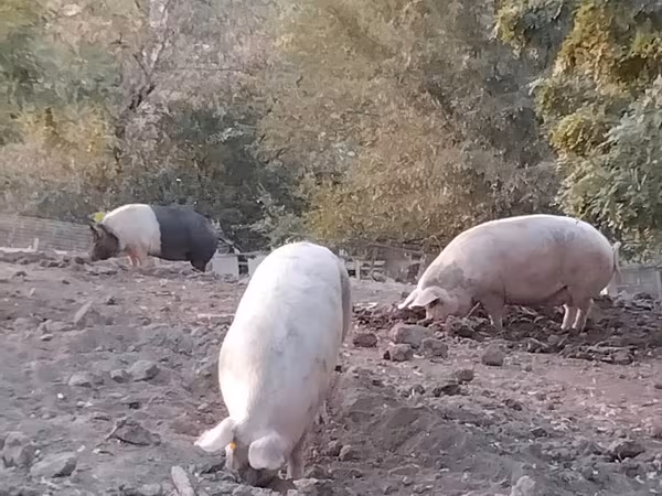 Säue, Schweine
