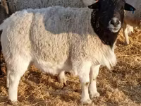 Խոյ, Dorper sheep — լուսանկար 1