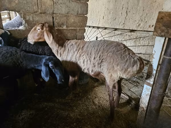 Ոչխար, Ոչխարներ