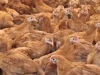 Chickens — լուսանկար 4