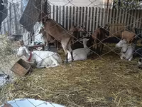 عنزة, Saanen goat — الصورة 3