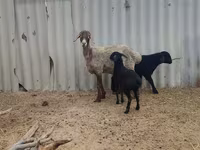 Ovelha, Arashan sheep — foto 1