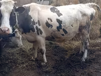 ԽՍԿ (խումբ, սեռը նշված չէ), Russian Black pied cattle — լուսանկար 4