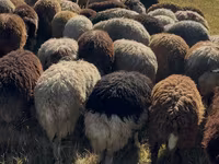 Խոյ, Ոչխարներ — լուսանկար 3