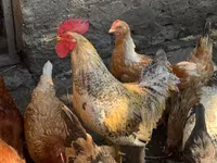 Chickens — լուսանկար 1